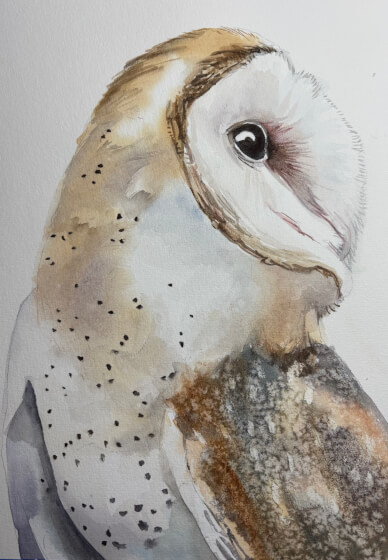 Watercolour Painting Workshop: Barn Owl