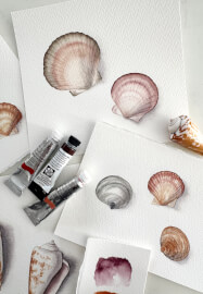 Watercolour Shell Painting Class for Beginners