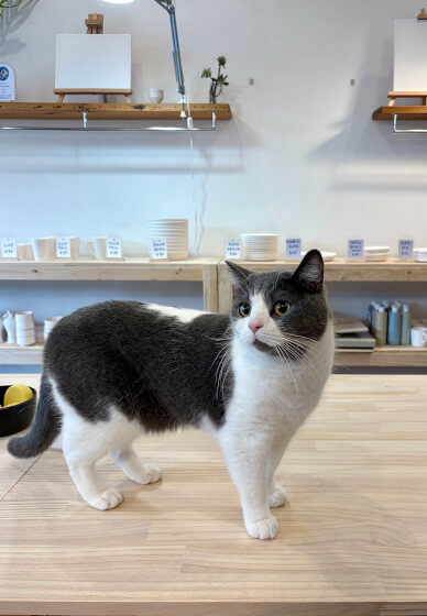 Wheel Throwing Class with Cats