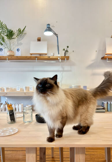 Wheel Throwing Class with Cats