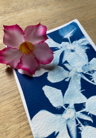 Wild Art – Cyanotype Basics Experience