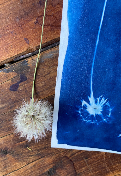 Wild Art – Cyanotype Basics Experience
