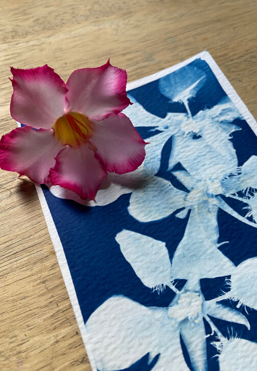 Wild Art – Cyanotype Self Portrait Experience