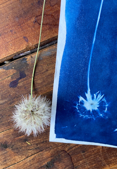 Wild Art – Cyanotype Self Portrait Experience