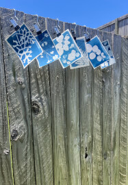 Wild Art – Cyanotype Self Portrait Experience