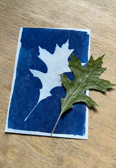 Wild Art – Cyanotype Self Portrait Experience