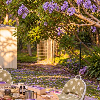 Settle Under the Jacaranda