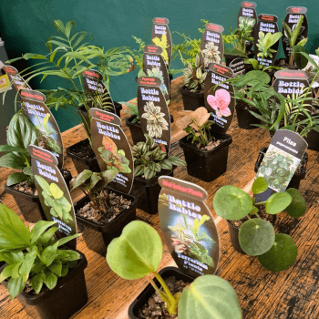 Choose your plants and decor