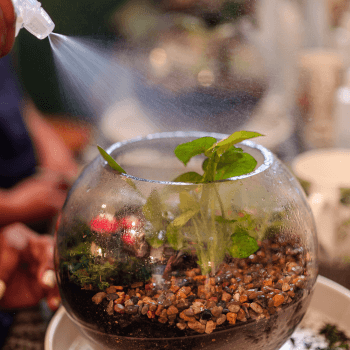 Watering and care
