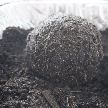 Form your Kokedama