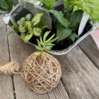 Wrap your Kokedama