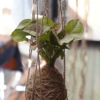 Display your Kokedama!