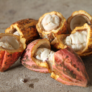 learn where the chocolate comes from