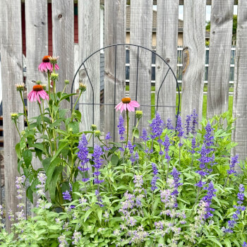 Tour the garden