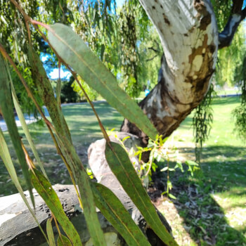 Ethically gather botanicals