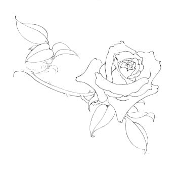 Ink Line Drawing