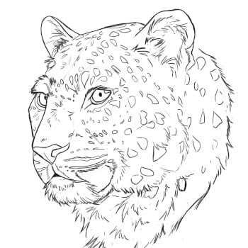 Select your Big Cat