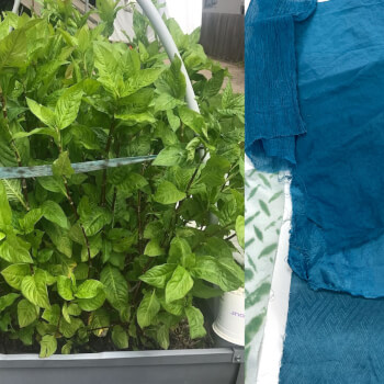 Dye your fabrics with fresh leaves