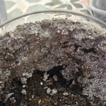 Adding mud wall