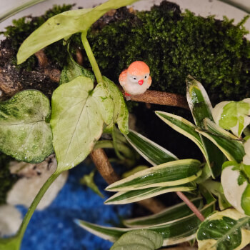 Moss and plants