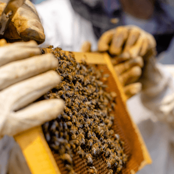 2. Get hands-on with bees