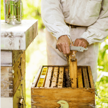 3. Start your beekeeping journey