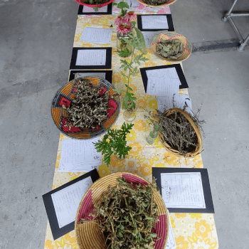 Look at herbal and medicinal plants from Ina's garden 