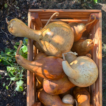 Choose your gourd