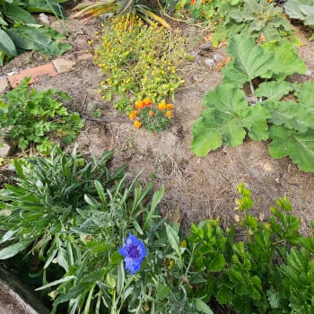 Meet the Herbs and the Weeds