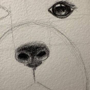 Dogs nose