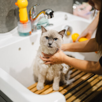 Cat Bathing