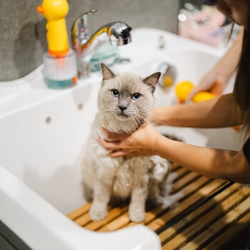 Cat Bathing 