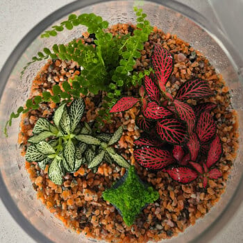 Make your terrarium