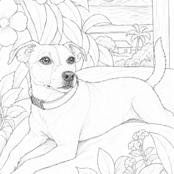 Create a sketch that begins to transform into your new creation 