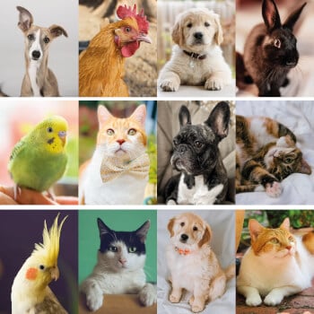 Email your Pet Photo