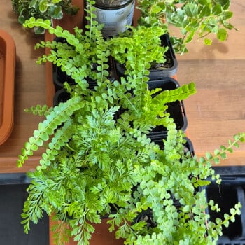 Make you plant tower