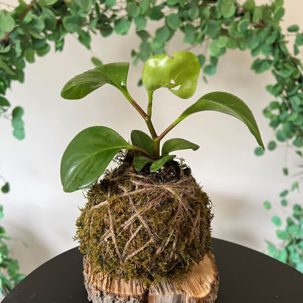 Photo from a Botanical Lane workshop