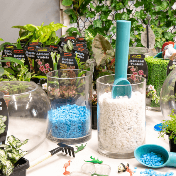 Terrarium experience