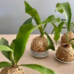 Terrarium course