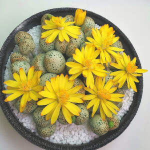 Pottery class by Craftenly Australia