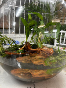 Terrarium class by I Wet My Plants Garden & Gifts