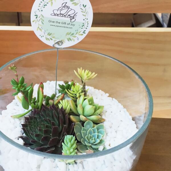 Photo from a Joy Succulents workshop