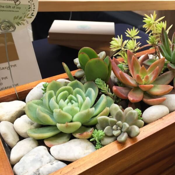 Photo from a Joy Succulents workshop
