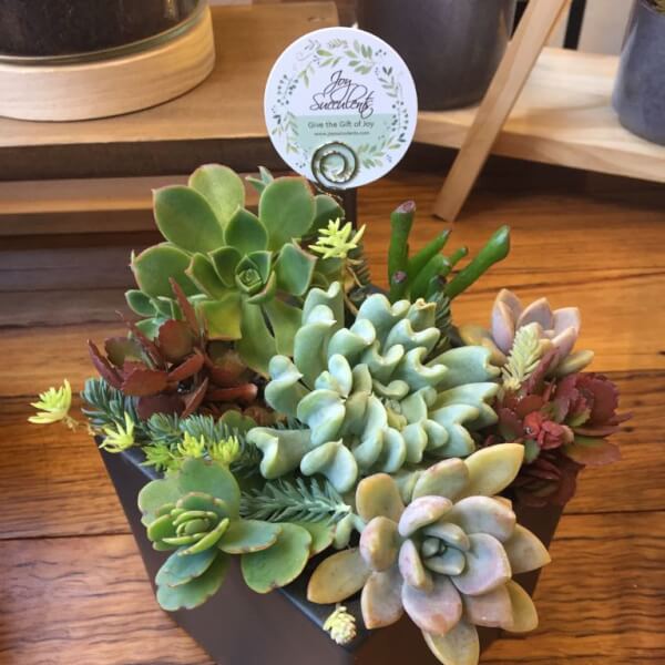 Photo from a Joy Succulents workshop