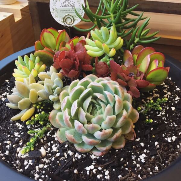 Photo from a Joy Succulents workshop