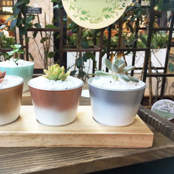 Photo from a Joy Succulents workshop