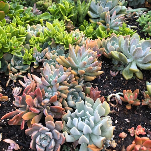 Photo from a Joy Succulents workshop