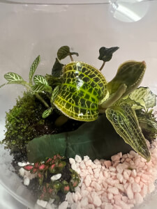 Terrarium class by Life in a Jar