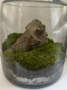 Terrarium workshops