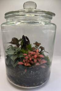 Terrarium classes